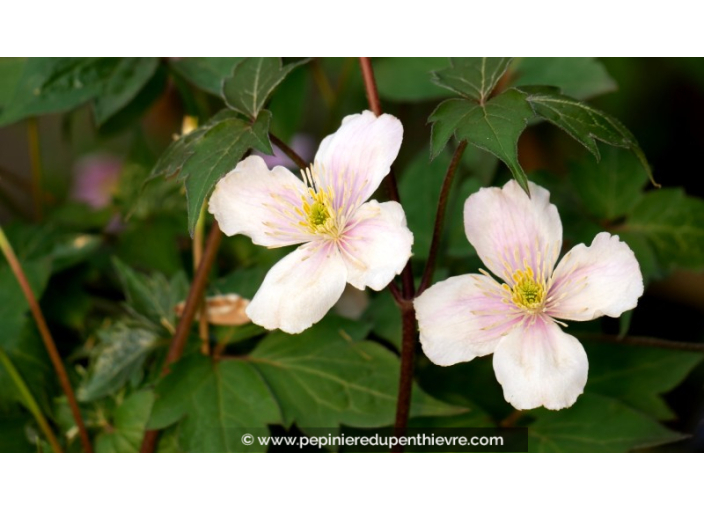 CLEMATIS montana 'Tetrarose' - Printemps