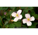 CLEMATIS montana 'Tetrarose' - Printemps
