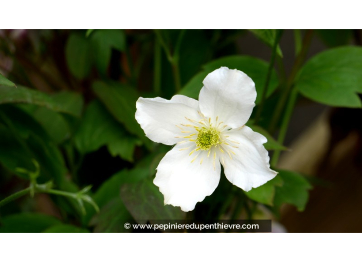 CLEMATIS montana 'Grandiflora' - Printemps