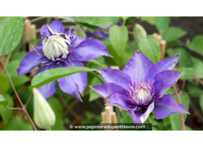 CLEMATIS 'Multiblue'