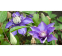 CLEMATIS 'Multiblue'