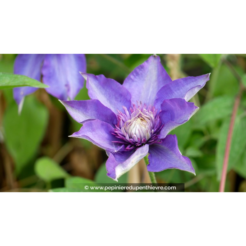 CLEMATIS 'Multiblue'