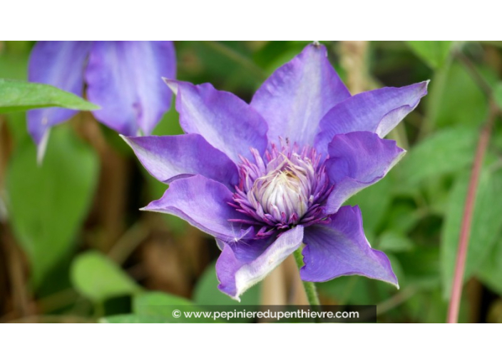 CLEMATIS 'Multiblue'