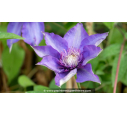 CLEMATIS 'Multiblue'