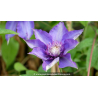 CLEMATIS \'Multiblue\'