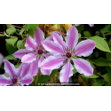 CLEMATIS \'Nelly Moser\'