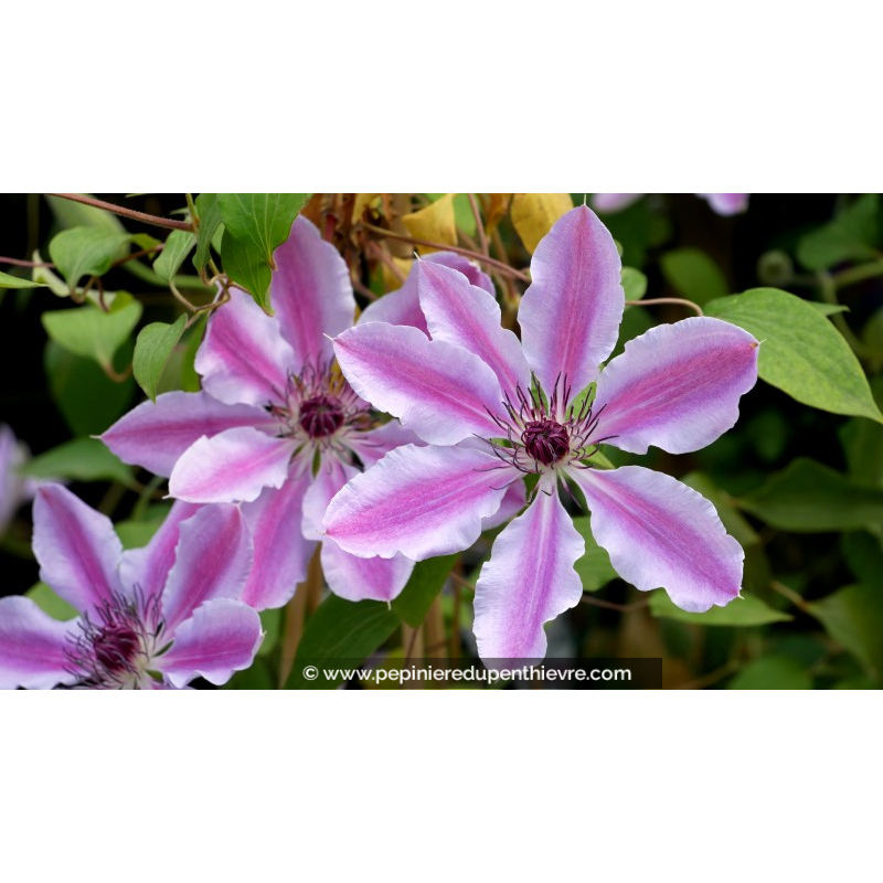 CLEMATIS 'Nelly Moser'
