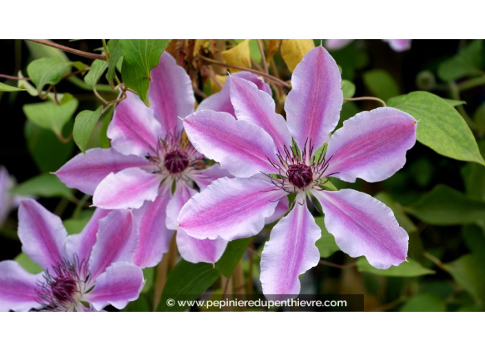 CLEMATIS 'Nelly Moser'