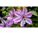CLEMATIS 'Nelly Moser'