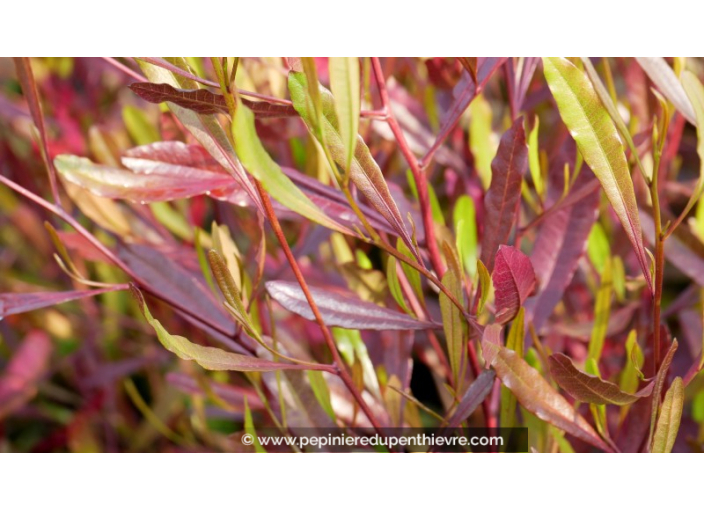 DODONEA viscosa 'Purpurea'