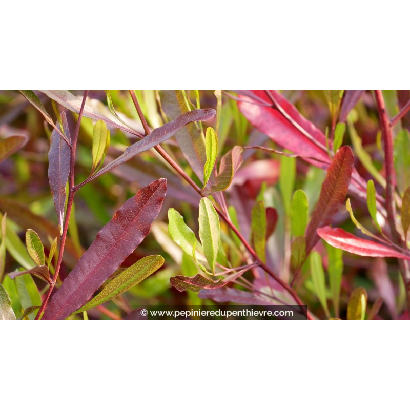 DODONEA viscosa 'Purpurea'