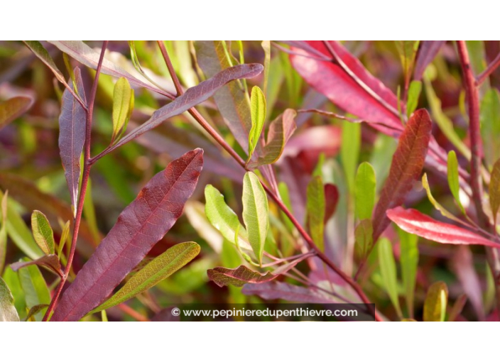 DODONEA viscosa 'Purpurea'