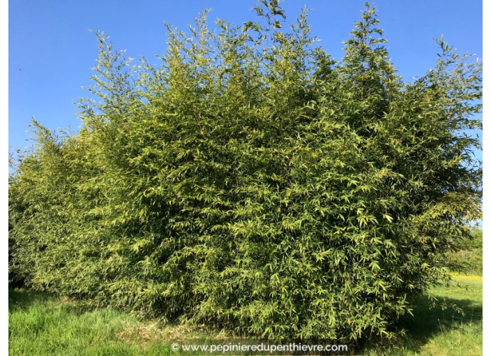 PHYLLOSTACHYS aurea PHYLLOSTACHYS aurea
