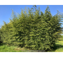 PHYLLOSTACHYS aurea PHYLLOSTACHYS aurea