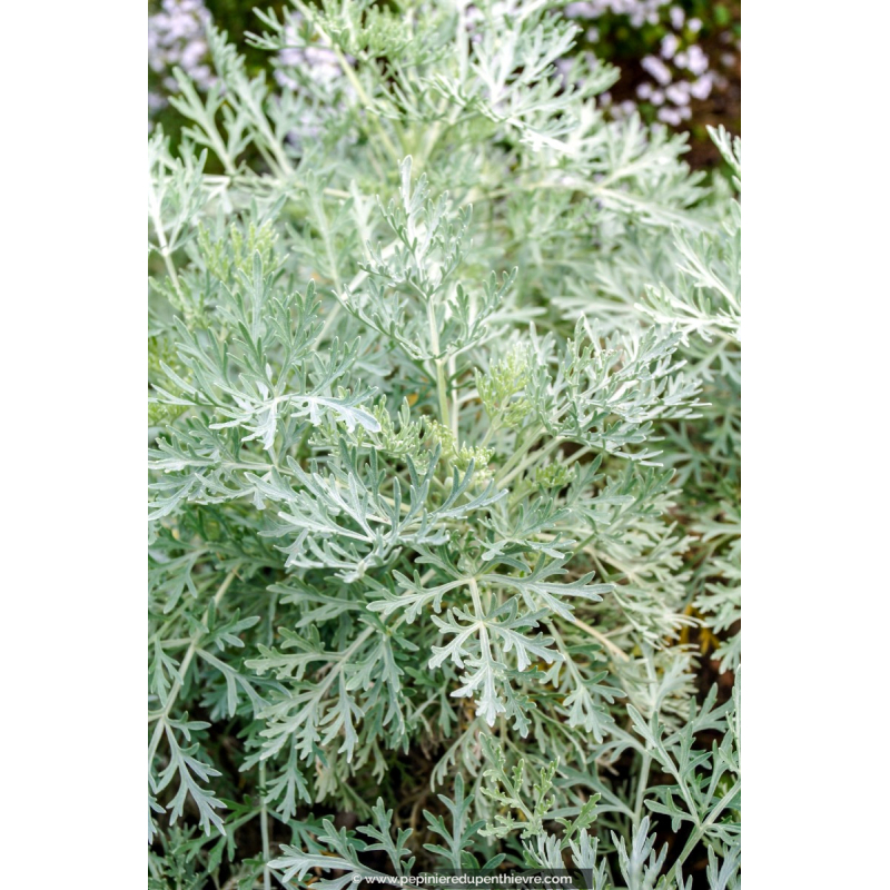 ARTEMISIA 'Powis Castle'
