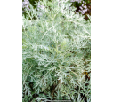 ARTEMISIA 'Powis Castle'