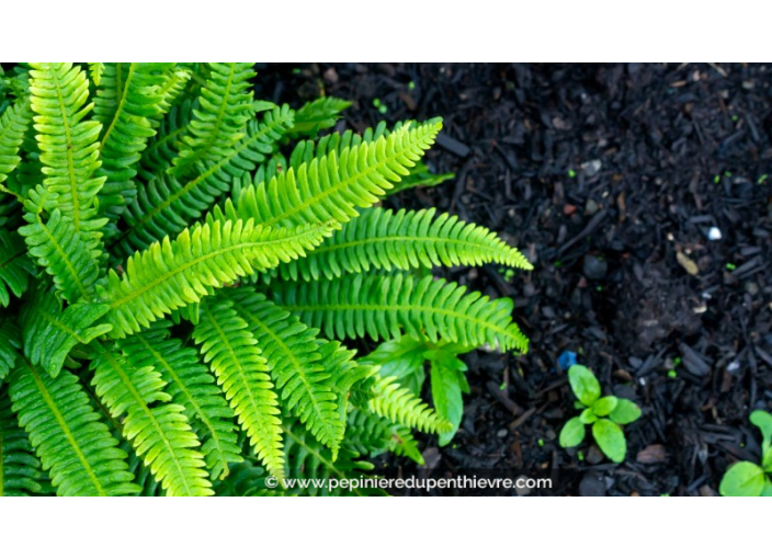 BLECHNUM spicant