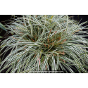 CAREX oshimensis 'Everest'
CAREX oshimensis \'Everest\'