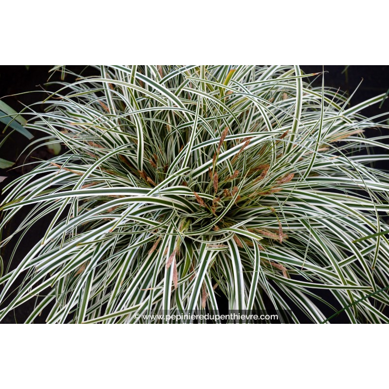 CAREX oshimensis 'Everest'