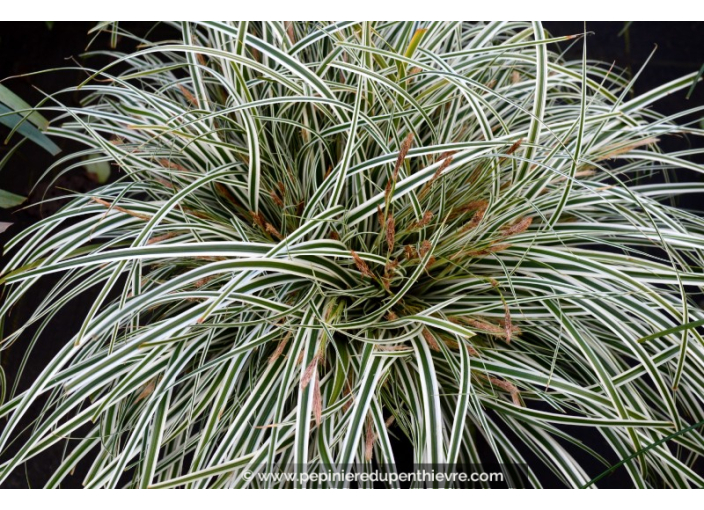 CAREX oshimensis 'Everest'