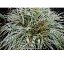 CAREX oshimensis 'Everest'