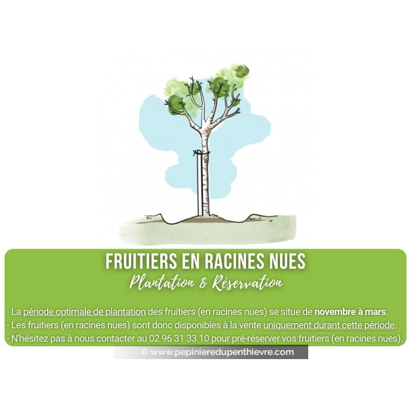 ABRICOTIER 'Précoce de Saumur'