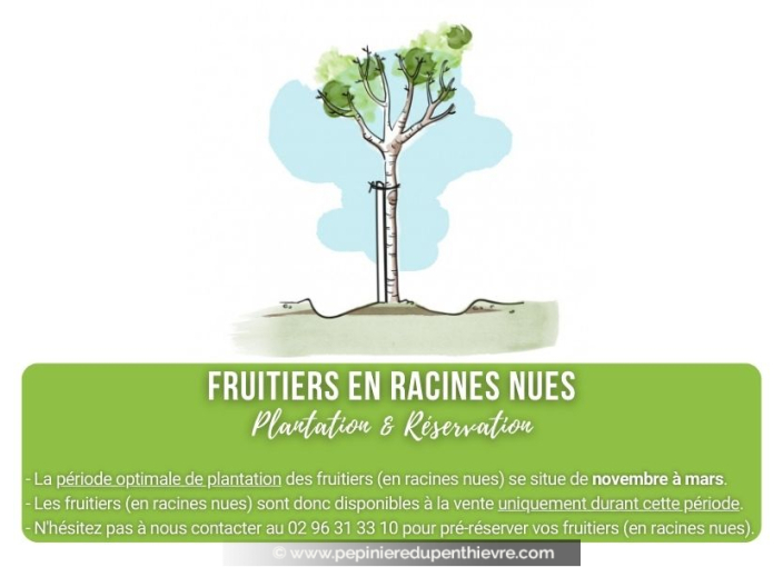 POMMIER 'Reinette du Mans'