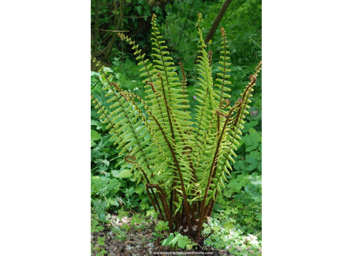 DRYOPTERIS wallichiana