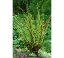 DRYOPTERIS wallichiana