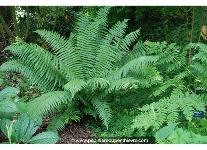 DRYOPTERIS wallichiana