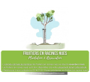 PRUNIER 'Reine Claude d'Oullins' PRUNIER 'Reine Claude d'Oullins'