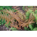 DRYOPTERIS erythrosora