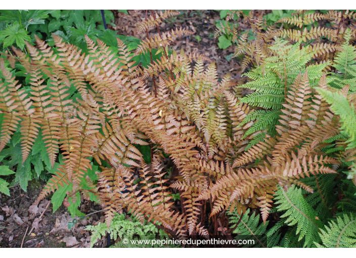 DRYOPTERIS erythrosora