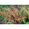 DRYOPTERIS erythrosora