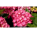 HYDRANGEA macrophylla 'Masja'