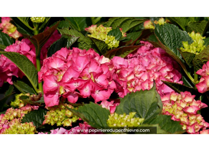 HYDRANGEA macrophylla 'Masja'