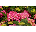 HYDRANGEA macrophylla 'Masja'