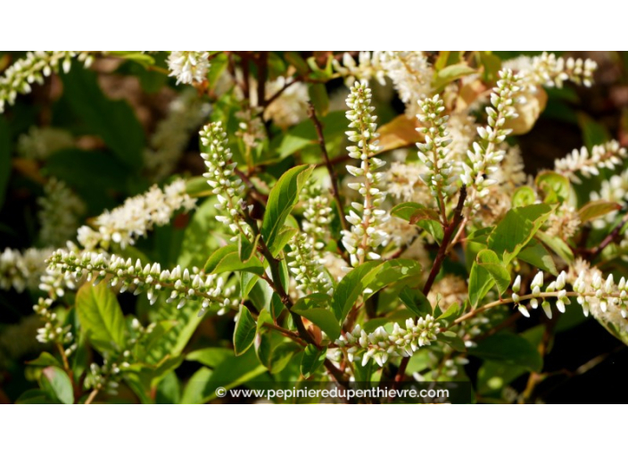 ITEA virginica 'Henry's Garnet'