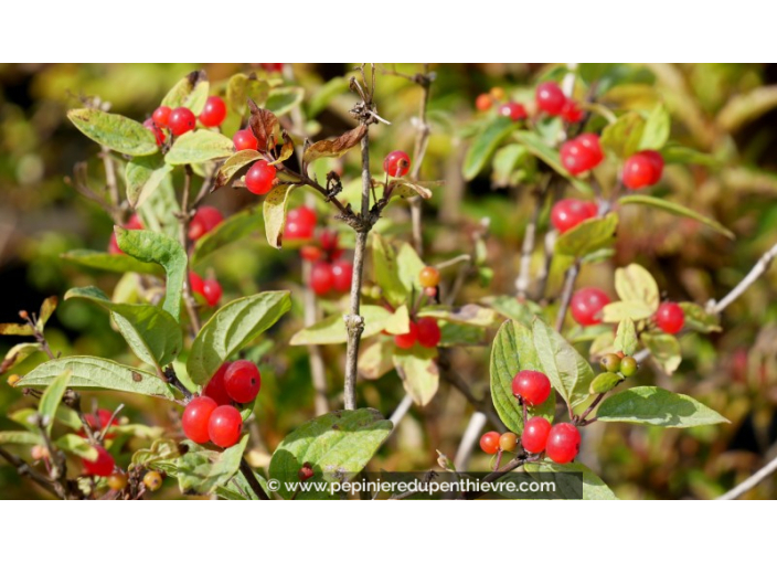 LONICERA tatarica 'Arnold Red'