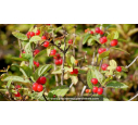 LONICERA tatarica 'Arnold Red'