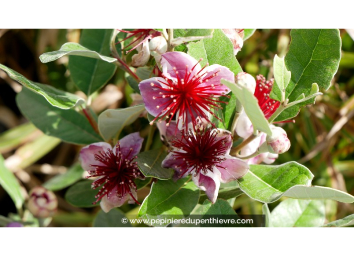 FEIJOA 'Gemini'