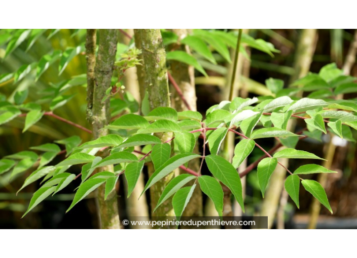 ARALIA elata ARALIA elata