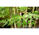 ARALIA elata ARALIA elata