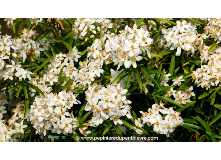 CHOISYA x 'Aztec Pearl'