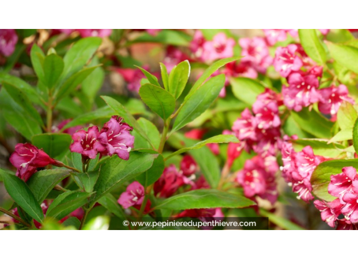 WEIGELA 'Bristol Ruby'