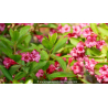 WEIGELA \'Bristol Ruby\'