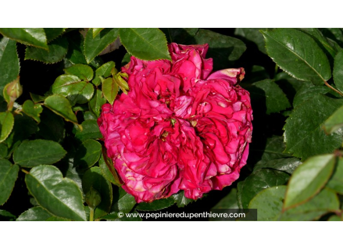 ROSIER 'Alain Souchon'®