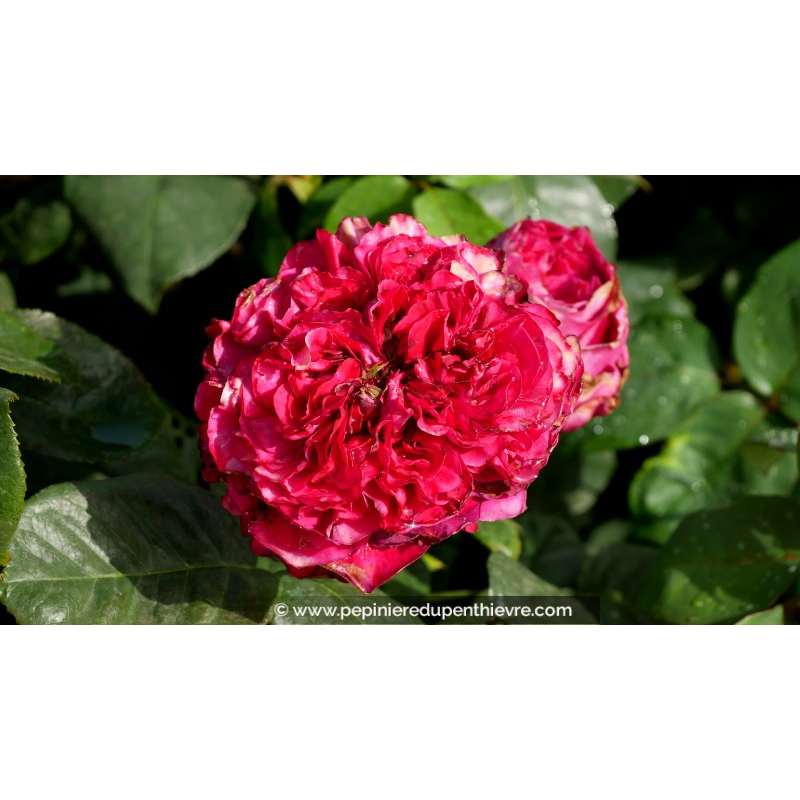 ROSIER 'Alain Souchon'®