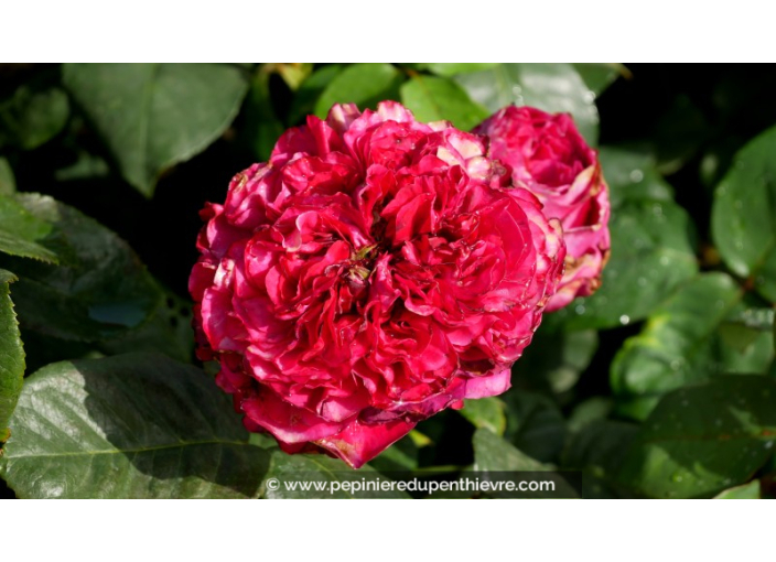ROSIER 'Alain Souchon'®