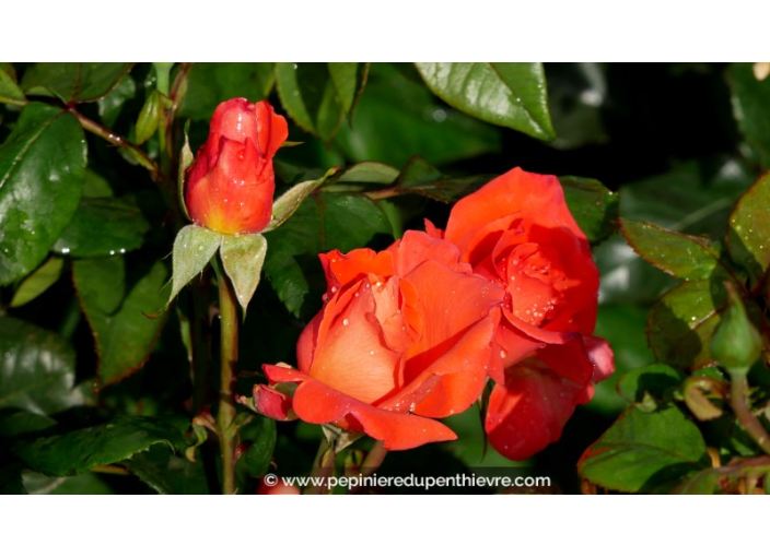 ROSIER 'Christophe Colomb'®